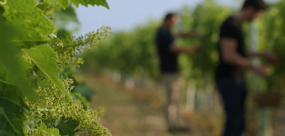 Le Perat Maison Villevert plan 1 — Valiseofilms